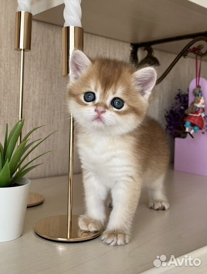 Золотые котята