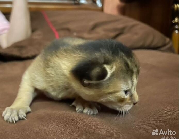 Абиссинские котята
