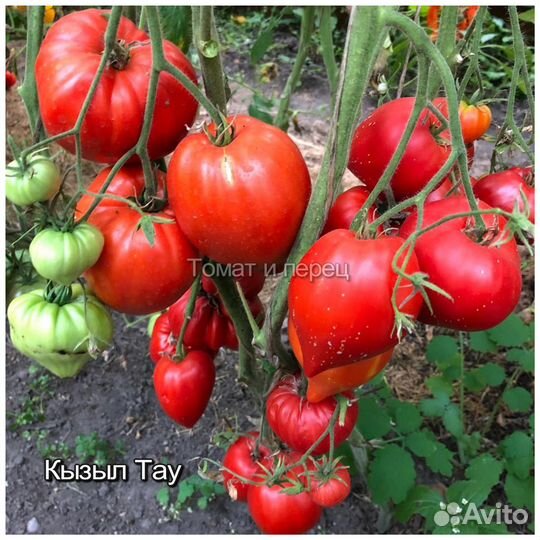 Семена томатов и перцев