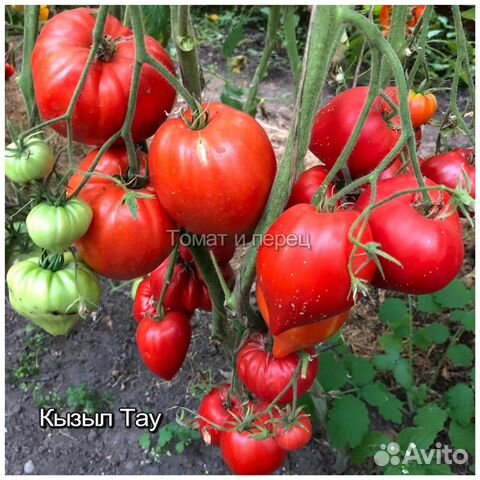 Семена томатов и перцев