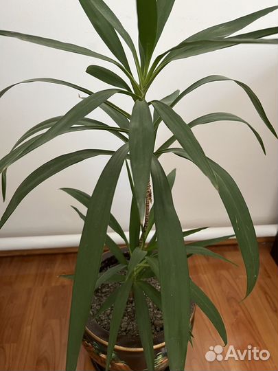 Комнатные цветы