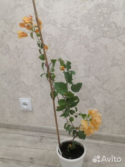 Бугенвиллия взрослая