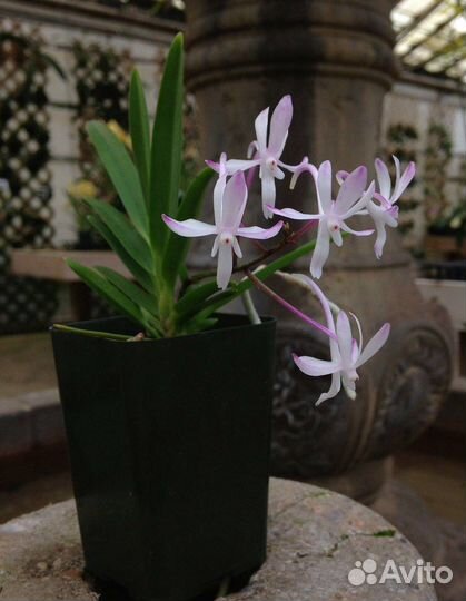 Орхидея. Вандостилис. Vandachostylis Baby Angel