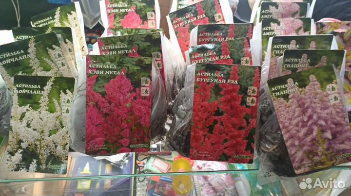 Астильба Дойчланд