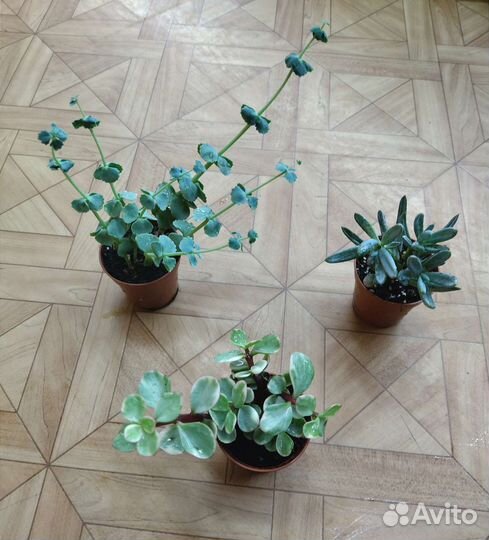 Суккуленты / Succulentus