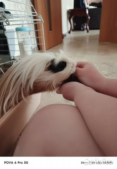 Морская свинка