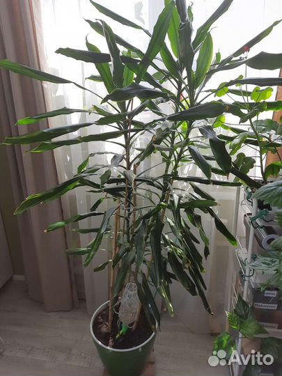 Драцена душистая