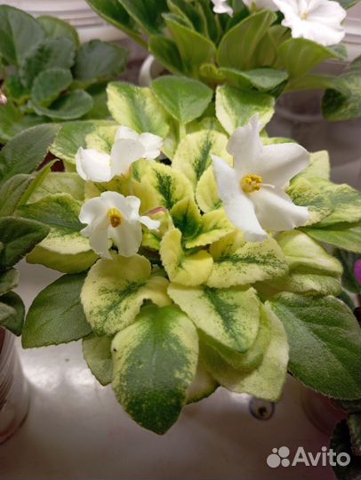 Фиалки полумини/мини розетки