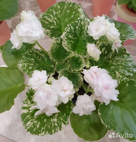 Продаются излишки мини фиалок