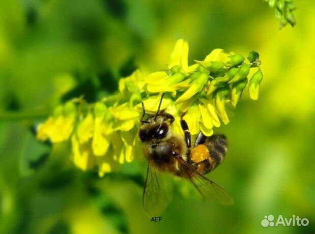 Мед 2024 года из Алтая опт