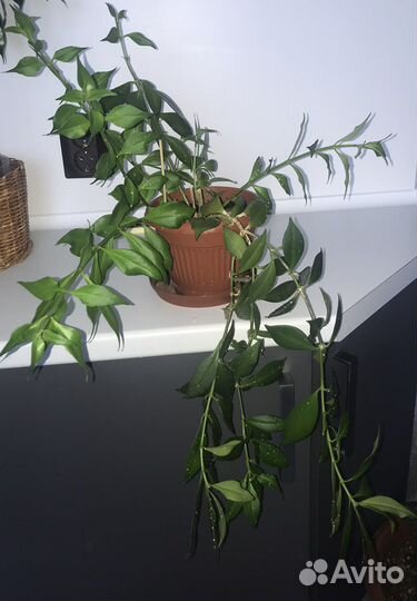 Цветы комнатные