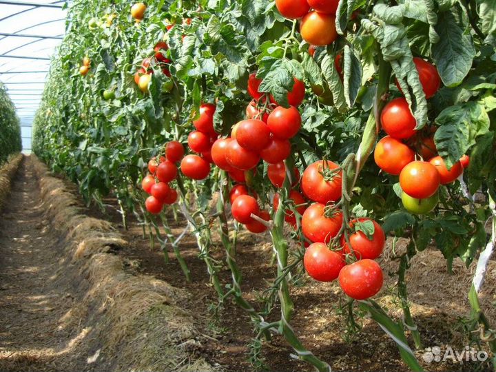 Разнорабочий подработка в теплице ст.Пластуновская