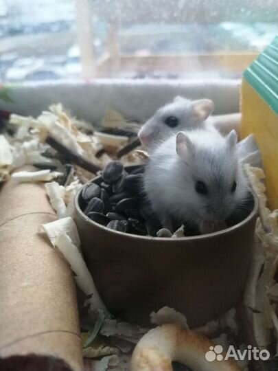 Джунгарский хомяк