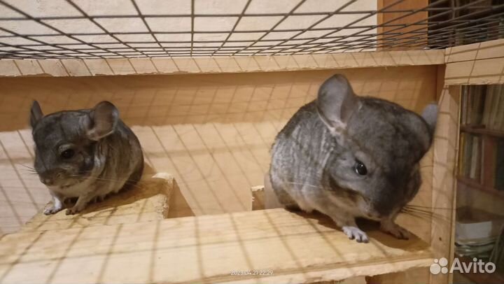 Шиншилла 2 месяца ручная