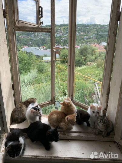 Отдам бесплатно