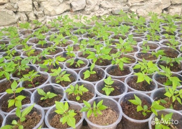 Эводия саженец зкс