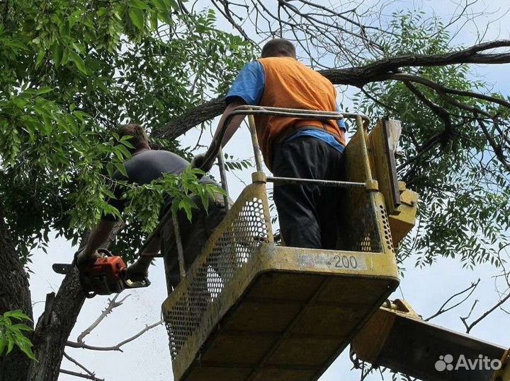 Спилим дерево