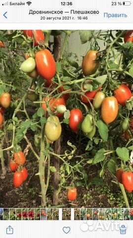 Рассада помидор и перцев