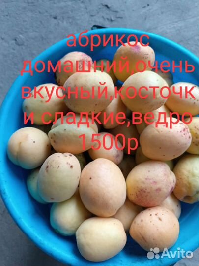 Домашний абрикос