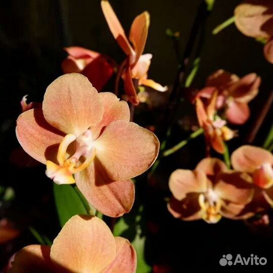 Phalaenopsis Monaco, midi