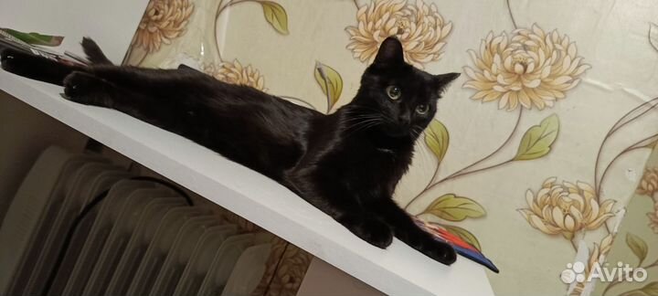 Кошка в дар бесплатно