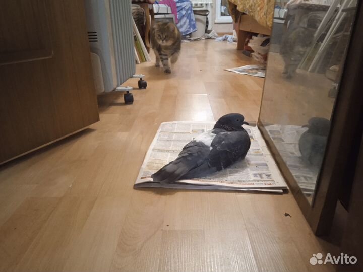 Голубка Яна молодая в Добрые руки