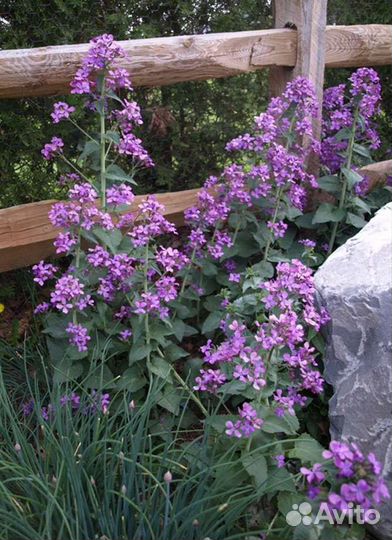 Семена лунарии