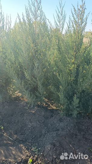 Туя восточная биота, можжевельник вергинский