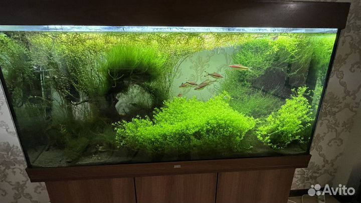 Позеленел аквариум. Обслуживание, чистка аквариума