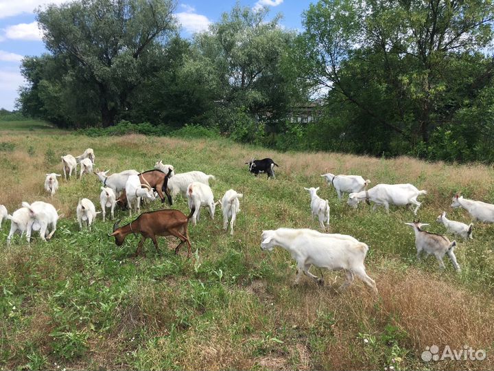 Козье молоко и молочные продукты