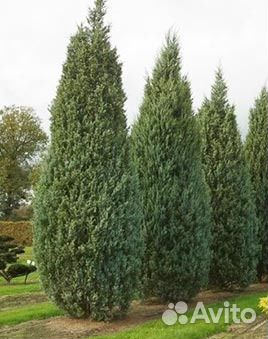 Саженцы можжевельников,елей, пихт, псевдотсуг.Опт
