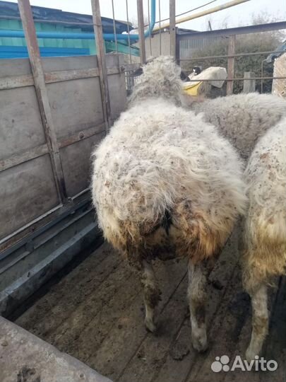 Курдючные бараны