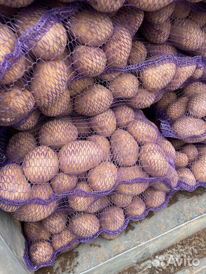 Овощи: картофель, лук, капуста