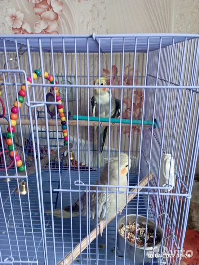 Попугай корелла с клеткой