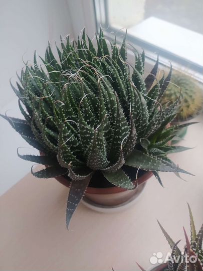 Кактус саженцы, домашний, суккулент