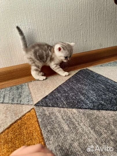 Британские котята