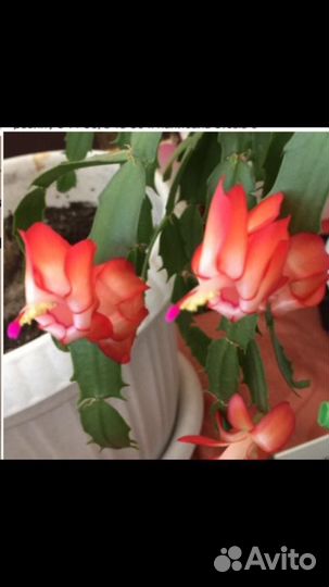 Цветок декабрист