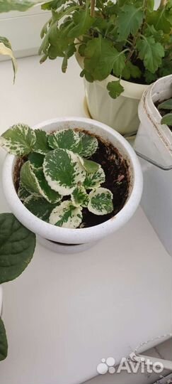 Фиалка в горшках зелёная