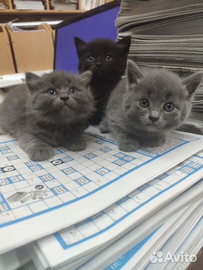 Котята в добрые руки