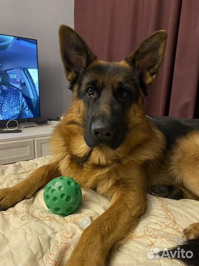 Немецкая овчарка, кобель, вязка