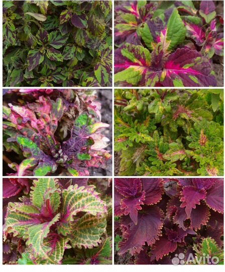 Колеусы вегетативные