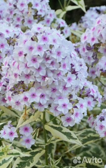Флокс вариегатный Дарвин Джойс