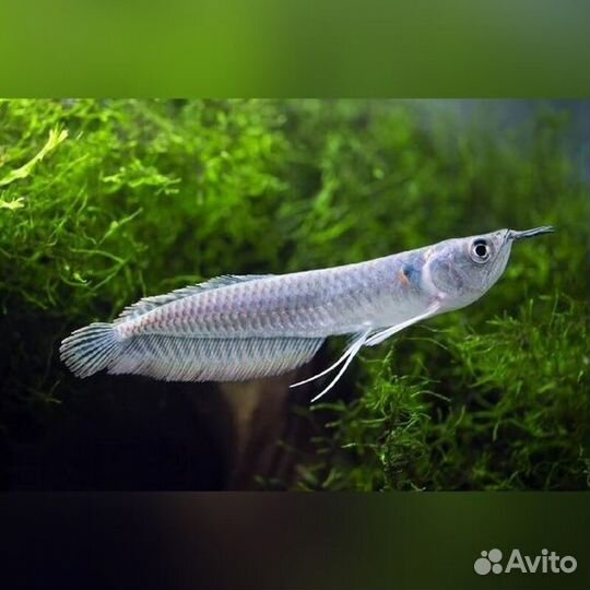 Продам рыбок