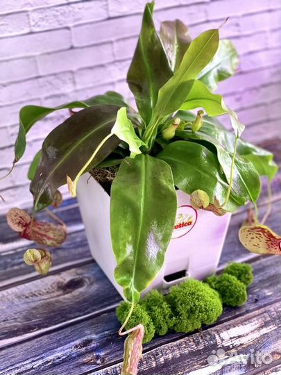 Непентес Гая D17