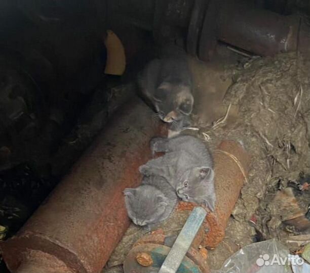 Бездомные котята