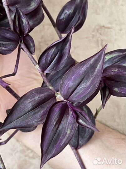 Традесканция Purple joy