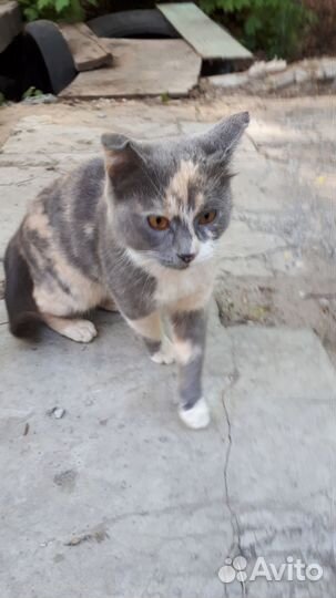 Кошка в дар