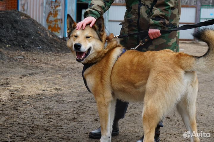 Собака в добрые руки отдам бесплатно