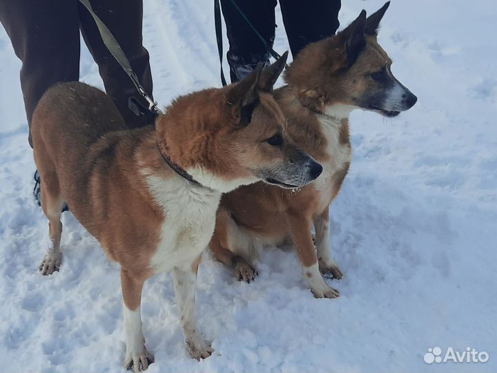 Собака в добрые руки
