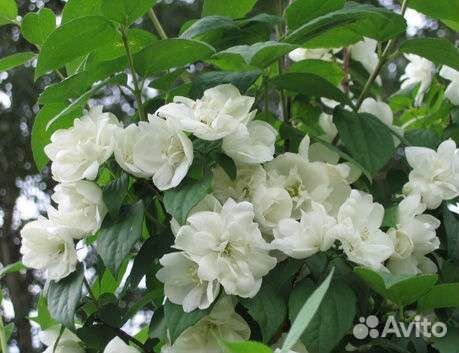 Жасмин садовая (чубушник)